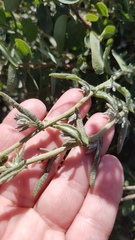 Helichrysum revolutum