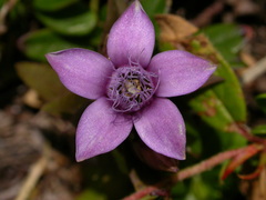 Gentianella anisodonta