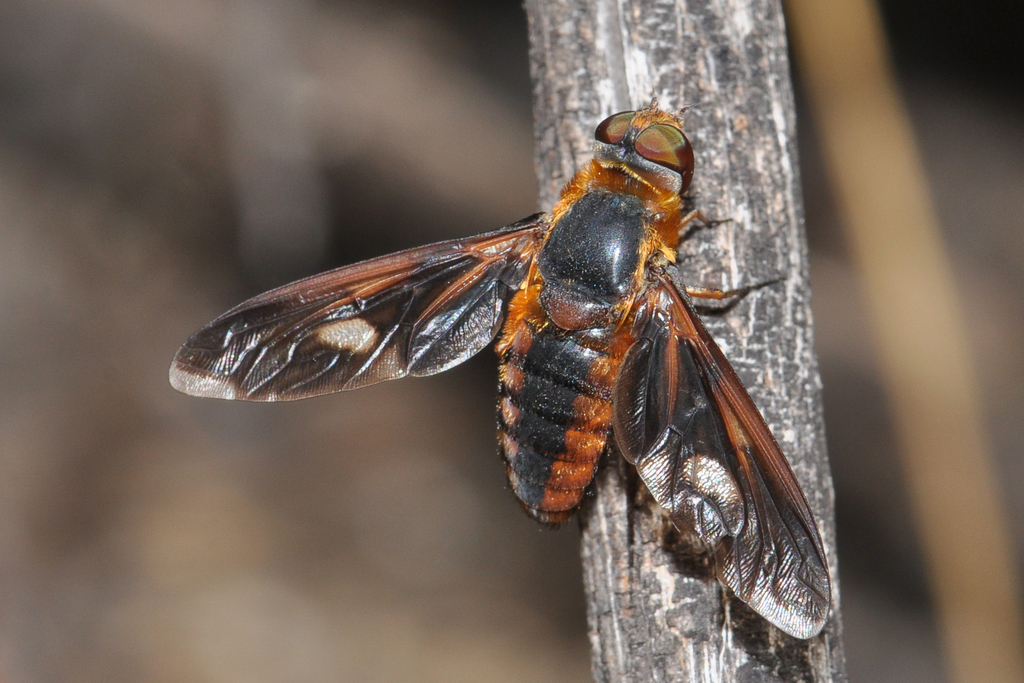 Poecilanthrax effrenus