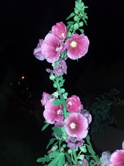 Alcea rosea