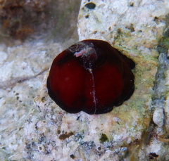 Actinia mediterranea