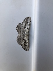 Cymatophora approximaria