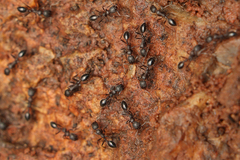 Monomorium