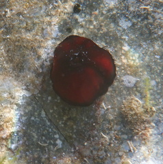Actinia mediterranea
