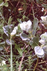 Salix lanata