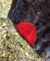 Actinia mediterranea