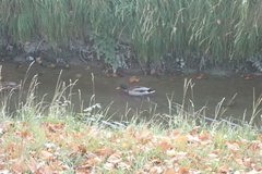 Anas platyrhynchos platyrhynchos