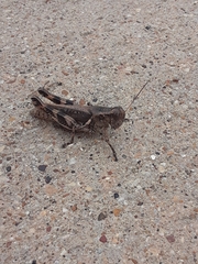 Melanoplus ponderosus