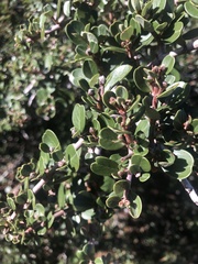 Ceanothus cuneatus