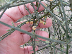 Phoradendron californicum
