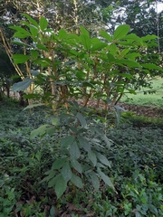 Handroanthus ochraceus