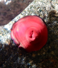 Actinia mediterranea