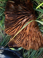 Paxillus cuprinus