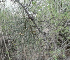 Phoradendron californicum