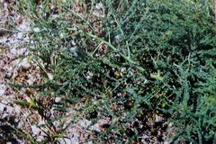 Asparagus prostratus