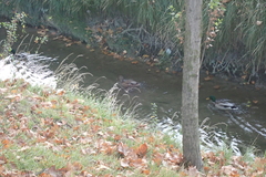 Anas platyrhynchos platyrhynchos