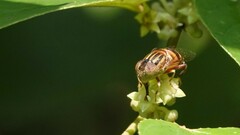 Eristalinus arvorum