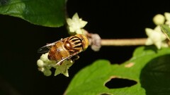 Eristalinus arvorum