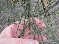 Phoradendron californicum