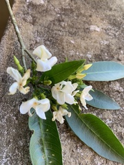 Tabernaemontana catharinensis