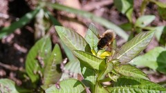 Bombyliini