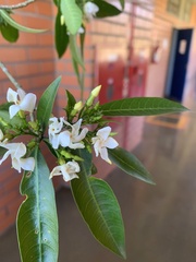 Tabernaemontana catharinensis