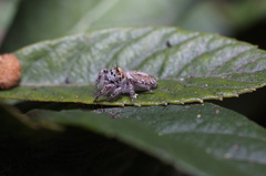 Phidippus arizonensis