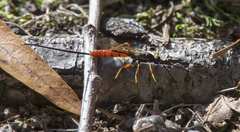 Dolichomitus irritator