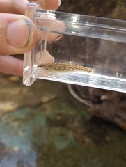 Etheostoma lawrencei