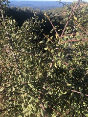 Rhamnus ilicifolia