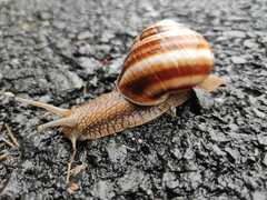 Helix lucorum