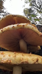 Pholiota aurivella
