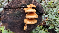 Pholiota aurivella