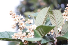 Syntomeida melanthus