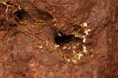 Solenopsis punctaticeps