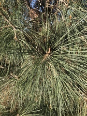 Pinus sabiniana