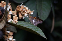 Aguna asander asander