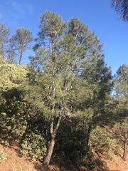 Pinus sabiniana