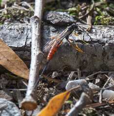 Dolichomitus irritator