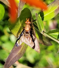 Diacrita costalis