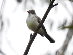 Myiarchus swainsoni
