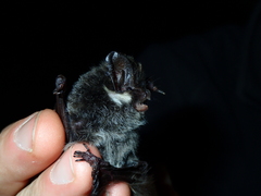 Barbastella barbastellus