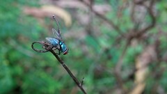 Lucilia eximia