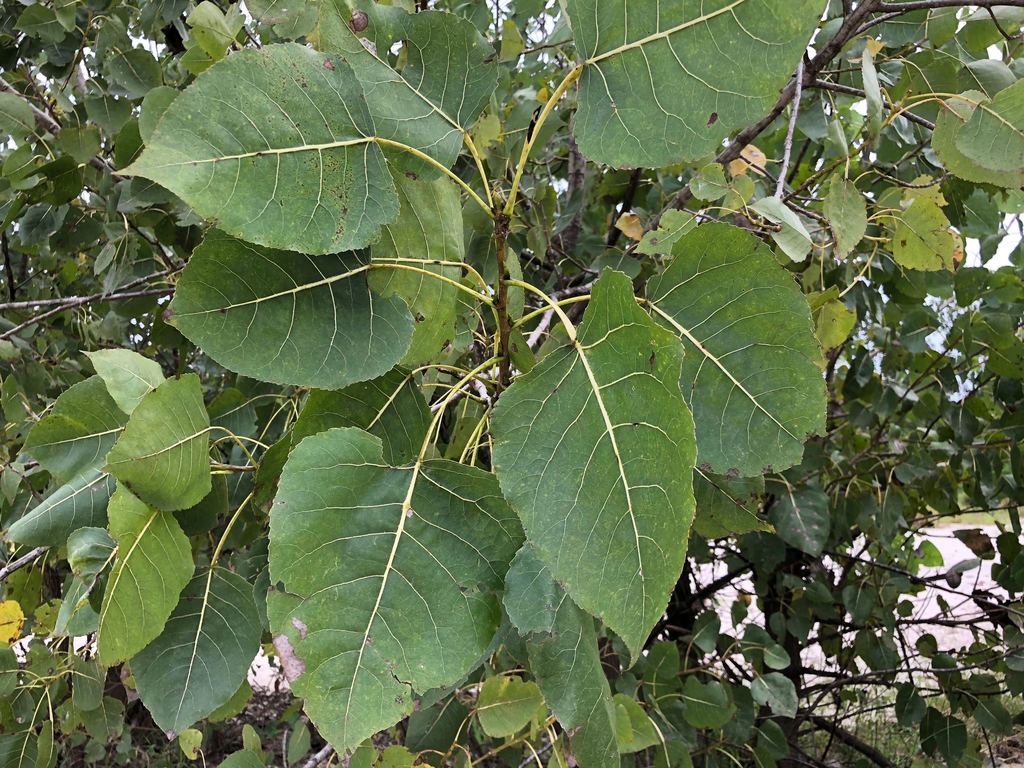 미류나무 from George County, MS, USA on 2018년 09월 01일... River sandbar · iNaturalist 미류나무 (Populus deltoides)