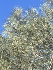 Pinus sabiniana