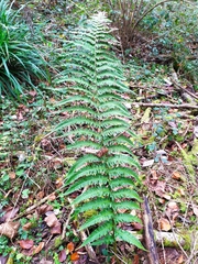 Dryopteris affinis