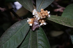 Aguna asander asander