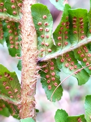 Dryopteris affinis