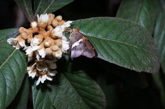 Aguna asander asander