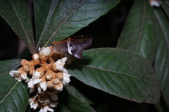 Aguna asander asander